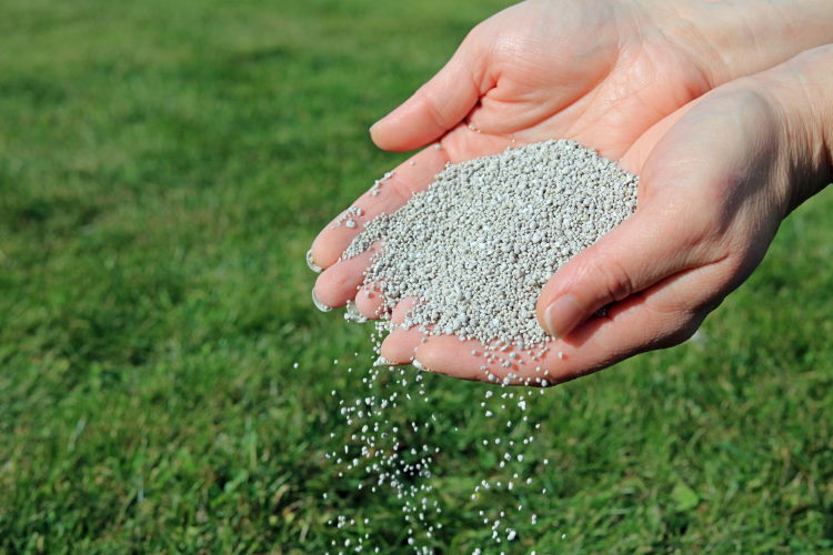 grass