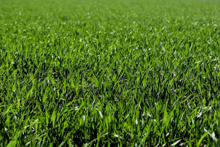grass