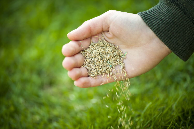 grass